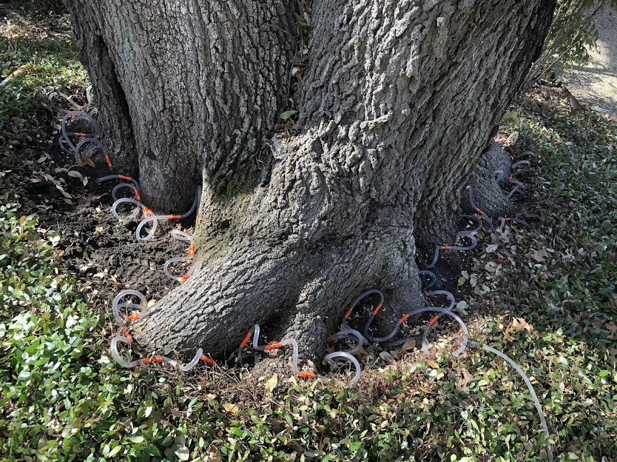 Detailed Tree Cabling and Bracing job site in Quogue